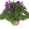 Kruiskruid (Senecio 'Senetti Violet') D 15 H 30 Cm 2 Kruiskruid (Senecio 'Senetti Violet') D 15 H 30 Cm -Tuin Planten Winkel 8720196555031