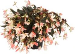 Begonia (Begonia Boliviensis Dreams) D 12 H 20 Cm