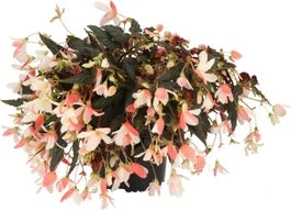 Begonia (Begonia Boliviensis Dreams) D 12 H 20 Cm 3 Begonia (Begonia Boliviensis Dreams) D 12 H 20 Cm