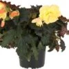 Begonia (Begonia L'Conia Dreams Portofino) D 12 H 20 Cm 2 Begonia (Begonia L'Conia Dreams Portofino) D 12 H 20 Cm -Tuin Planten Winkel 8720196571758