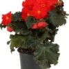 Begonia (Begonia Elatior Grp Dreams Carmen) D 12 H 20 Cm 2 Begonia (Begonia Elatior Grp Dreams Carmen) D 12 H 20 Cm -Tuin Planten Winkel 8720196571772