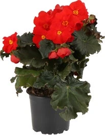Begonia (Begonia Elatior Grp Dreams Carmen) D 12 H 20 Cm
