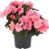 Begonia (Begonia Elator Grp Dreams Glory Pin) D 12 H 20 Cm -Tuin Planten Winkel 8720196571796