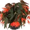 Begonia (Begonia Dreams Beauvilia Dark Salmon) D 12 H 20 Cm -Tuin Planten Winkel 8720196571819