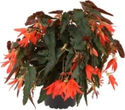 Begonia (Begonia Dreams Beauvilia Dark Salmon) D 12 H 20 Cm