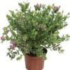 Vleugeltjesbloem (Polygala Myrtifolia) D 19 H 45 Cm 2 Vleugeltjesbloem (Polygala Myrtifolia) D 19 H 45 Cm -Tuin Planten Winkel 8720196575336