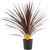 Geluksplant (Cordyline Australis 'Redstar') D 25 H 100 Cm -Tuin Planten Winkel 8720196585427
