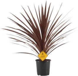 Geluksplant (Cordyline Australis 'Redstar') D 25 H 100 Cm 3 Geluksplant (Cordyline Australis 'Redstar') D 25 H 100 Cm