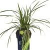 Japanse Zegge (Carex Morrowii 'Goldband') D 17 H 45 Cm 1 Japanse Zegge (Carex Morrowii 'Goldband') D 17 H 45 Cm -Tuin Planten Winkel 8720196592500