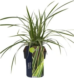 Japanse Zegge (Carex Morrowii 'Goldband') D 17 H 45 Cm 3 Japanse Zegge (Carex Morrowii 'Goldband') D 17 H 45 Cm