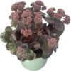 Hemelsleutel (Sedum Spectabile 'Seduction Cherry') D 17 H 40 Cm 2 Hemelsleutel (Sedum Spectabile 'Seduction Cherry') D 17 H 40 Cm -Tuin Planten Winkel 8720196594276