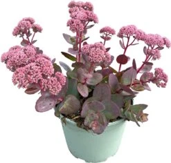 Hemelsleutel (Sedum Spectabile 'Seduction Cherry') D 17 H 40 Cm 5 Hemelsleutel (Sedum Spectabile 'Seduction Cherry') D 17 H 40 Cm -Tuin Planten Winkel 8720196594276 2