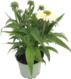 Zonnehoed (Echinacea Purpurea 'SunSeekers White') D 17 H 40 Cm