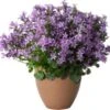 Klokjesbloem (Campanula 'Ambella Intens Purple') D 10,5 H 22,5 Cm -Tuin Planten Winkel 8720196604005 0