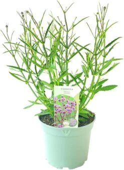 IJzerhard (Verbena Bonariensis) D 17 H 60 Cm