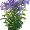 Vlambloem (Phlox Paniculata 'Old Blue') D 17 H 60 Cm 1 Vlambloem (Phlox Paniculata 'Old Blue') D 17 H 60 Cm -Tuin Planten Winkel 8720196608089