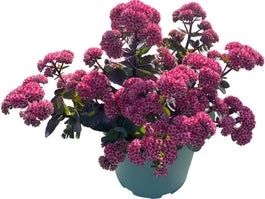 Hemelsleutel (Sedum 'Seduction Rose Soiree') D 17 H 30 Cm 3 Hemelsleutel (Sedum 'Seduction Rose Soiree') D 17 H 30 Cm