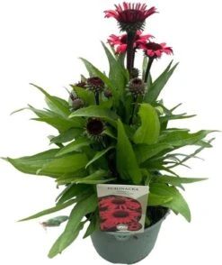 Zonnehoed (Echinacea Purpurea 'SunSeekers Pomegranate') D 17 H 35 Cm