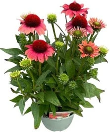 Zonnehoed (Echinacea Purpurea 'SunSeekers Watermelon') D 17 H 35 Cm