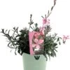 Lindheimers Prachtkaars (Gaura Lindheimeri 'Siskiyou Pink') D 17 H 45 Cm -Tuin Planten Winkel 8720196609925