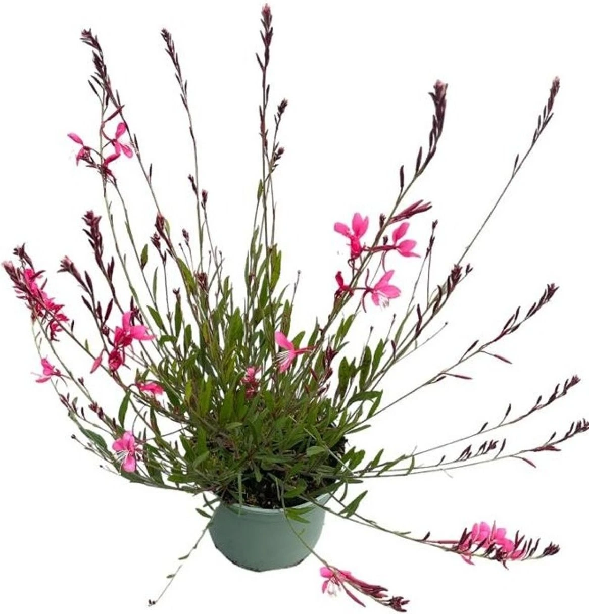 Lindheimers Prachtkaars (Gaura Lindheimeri 'Siskiyou Pink') D 17 H 45 Cm 4 Lindheimers Prachtkaars (Gaura Lindheimeri 'Siskiyou Pink') D 17 H 45 Cm - Afbeelding 2