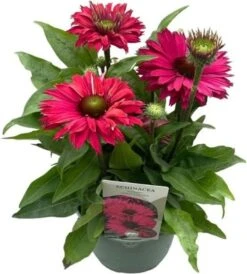 Zonnehoed (Echinacea Purpurea 'SunSeekers Sweet Fuchsia') D 17 H 30 Cm