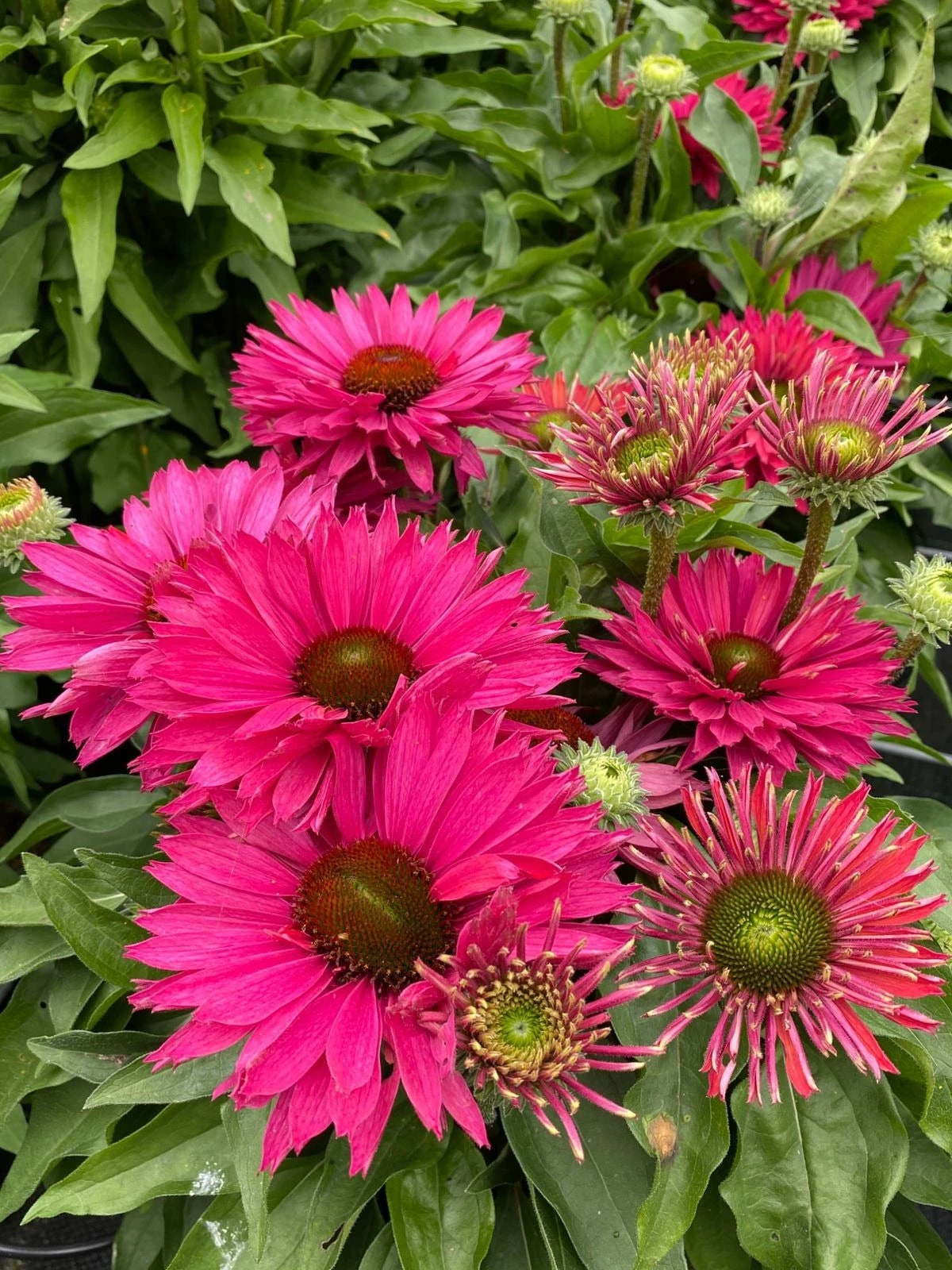 Zonnehoed (Echinacea Purpurea 'SunSeekers Sweet Fuchsia') D 17 H 30 Cm 4 Zonnehoed (Echinacea Purpurea 'SunSeekers Sweet Fuchsia') D 17 H 30 Cm - Afbeelding 2