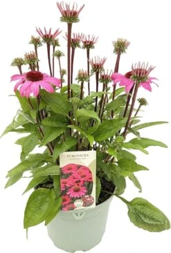 Zonnehoed (Echinacea Purpurea 'SunSeekers Bubblelicious') D 17 H 35 Cm