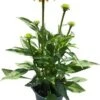 Zonnehoed (Echinacea Purpurea 'Sunseekers Yellow Improved') D 17 H 35 Cm 1 Zonnehoed (Echinacea Purpurea 'Sunseekers Yellow Improved') D 17 H 35 Cm -Tuin Planten Winkel 8720196610358