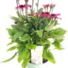 Zonnehoed (Echinacea Purpurea 'SunSeekers Purplelicious') D 17 H 35 Cm 2 Zonnehoed (Echinacea Purpurea 'SunSeekers Purplelicious') D 17 H 35 Cm -Tuin Planten Winkel 8720196610426