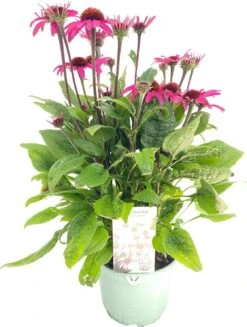 Zonnehoed (Echinacea Purpurea 'SunSeekers Purplelicious') D 17 H 35 Cm