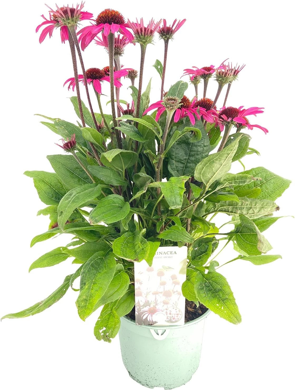 Zonnehoed (Echinacea Purpurea 'SunSeekers Purplelicious') D 17 H 35 Cm 3 Zonnehoed (Echinacea Purpurea 'SunSeekers Purplelicious') D 17 H 35 Cm