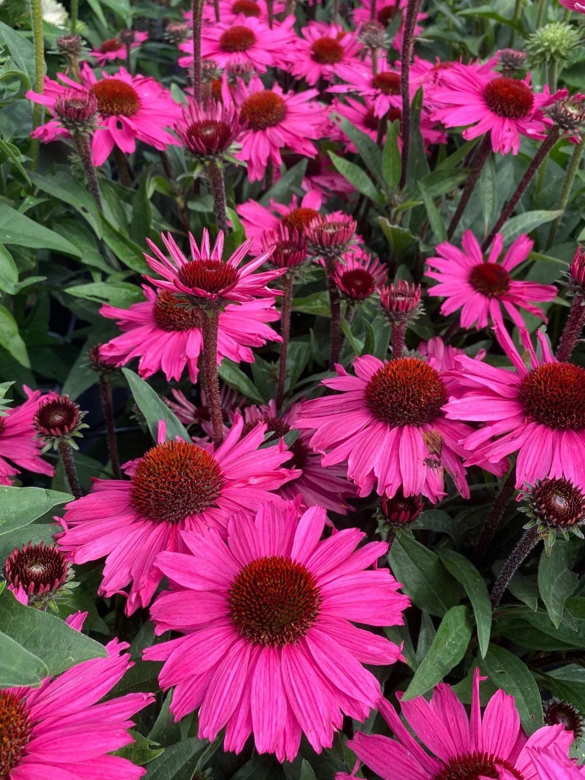 Zonnehoed (Echinacea Purpurea 'SunSeekers Purplelicious') D 17 H 35 Cm 4 Zonnehoed (Echinacea Purpurea 'SunSeekers Purplelicious') D 17 H 35 Cm - Afbeelding 2