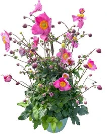 Herfstanemoon (Anemone Hupehensis 'Fantasy Jasmine') D 17 H 50 Cm