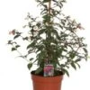 Bellenplant (Fuchsia) Piramide D 17 H 60 Cm 1 Bellenplant (Fuchsia) Piramide D 17 H 60 Cm -Tuin Planten Winkel 8720196611225