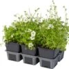Steenbreek (Saxifraga Arendsii 'Schneeteppich') Sixpack D 9 H 20 Cm -Tuin Planten Winkel 8720196616190