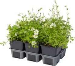 Steenbreek (Saxifraga Arendsii 'Schneeteppich') Sixpack D 9 H 20 Cm