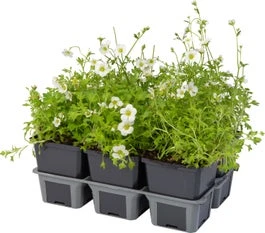 Steenbreek (Saxifraga Arendsii 'Schneeteppich') Sixpack D 9 H 20 Cm 3 Steenbreek (Saxifraga Arendsii 'Schneeteppich') Sixpack D 9 H 20 Cm