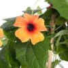 Suzanne Met De Mooie Ogen (Thunbergia) D 19 H 80 Cm -Tuin Planten Winkel 8720196619146 0 1