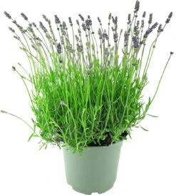 Lavendel (Lavandula Angustifolia 'Munstead') D 17 H 30 Cm 5 Lavendel (Lavandula Angustifolia 'Munstead') D 17 H 30 Cm -Tuin Planten Winkel 8720196663415 2