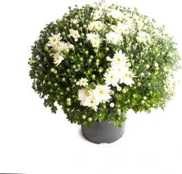 Bolchrysant (Chrysanthemum) Wit D 19 H 45 Cm 3 Bolchrysant (Chrysanthemum) Wit D 19 H 45 Cm