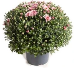 Bolchrysant (Chrysanthemum) Roze D 19 H 45 Cm