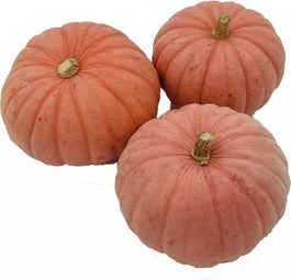 Pompoen (Cucurbita 'Miss Sophie Pink') D 20 Cm 3 Pompoen (Cucurbita 'Miss Sophie Pink') D 20 Cm