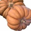 Muskaatpompoen (Cucurbita 'Muscate Du Provence') D 13 Cm 2 Muskaatpompoen (Cucurbita 'Muscate Du Provence') D 13 Cm -Tuin Planten Winkel 8720196669028 0