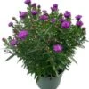 Aster (Aster Novi-belgii 'Henry Purple') D 17 H 40 Cm 2 Aster (Aster Novi-belgii 'Henry Purple') D 17 H 40 Cm -Tuin Planten Winkel 8720196669257
