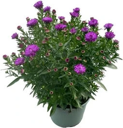 Aster (Aster Novi-belgii 'Henry Purple') D 17 H 40 Cm 3 Aster (Aster Novi-belgii 'Henry Purple') D 17 H 40 Cm