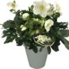 Kerstroos (Helleborus Niger) D 15 H 35 Cm 2 Kerstroos (Helleborus Niger) D 15 H 35 Cm -Tuin Planten Winkel 8720196677696