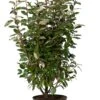 Olijfwilg (Elaeagnus Ebbingei 'Compacta') D 23 H 80 Cm 1 Olijfwilg (Elaeagnus Ebbingei 'Compacta') D 23 H 80 Cm -Tuin Planten Winkel 8720196677740 0