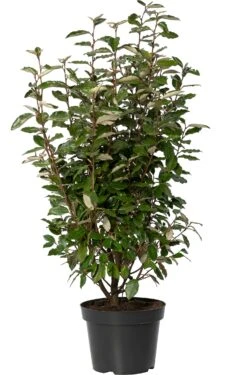 Olijfwilg (Elaeagnus Ebbingei 'Compacta') D 23 H 80 Cm