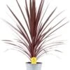 Geluksplant (Cordyline Australis 'Red Star') D 21 H 90 Cm -Tuin Planten Winkel 8720196697465